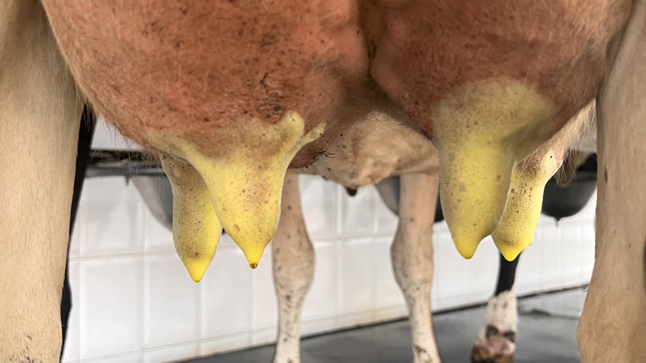 Sellador de ubre de vaca lechera